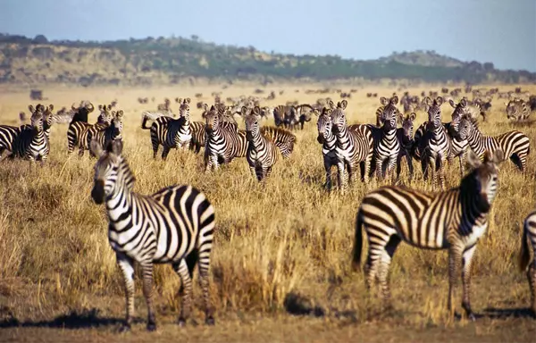 5-Day Serengeti Migration Safari Package