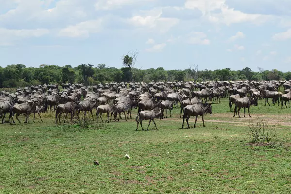 Serengeti Migration Safari Packages