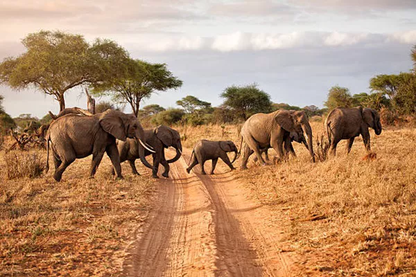 1-Day Tanzania Safari Tour Package